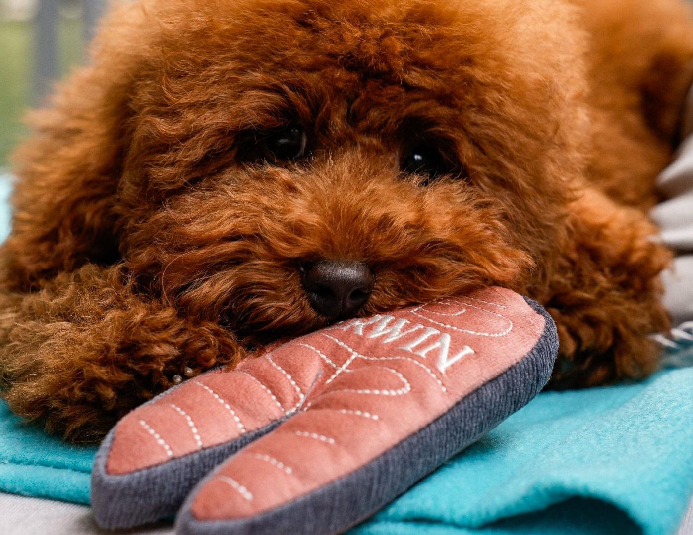 Шампанское и dog-friendly боксы в подарок каждому питомцу в ERWIN.Pavilion.Patriki - фотография № 1