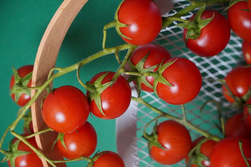 Никогда не храните помидоры в холодильнике