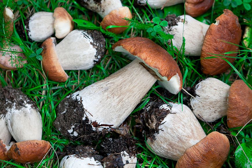 Как правильно чистить грибы?