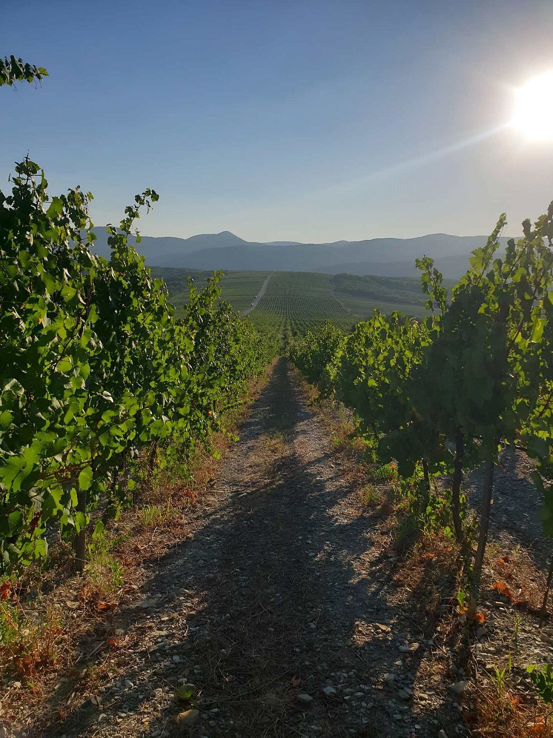 Топ-50 лучших винных хозяйств России 2026 по версии 50 Best Tastes of Russia («50 лучших вкусов России») - фотография № 6