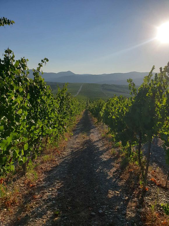 Топ-50 лучших винных хозяйств России 2026 по версии 50 Best Tastes of Russia («50 лучших вкусов России»)