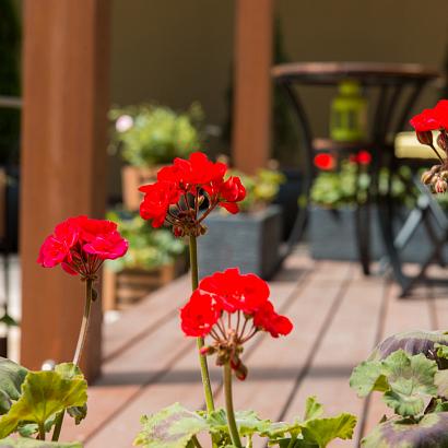 Фото Терраса Плаза Гарден Кафе / Terrace Plaza Garden Cafe