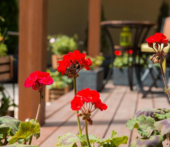 Фото Терраса Плаза Гарден Кафе / Terrace Plaza Garden Cafe