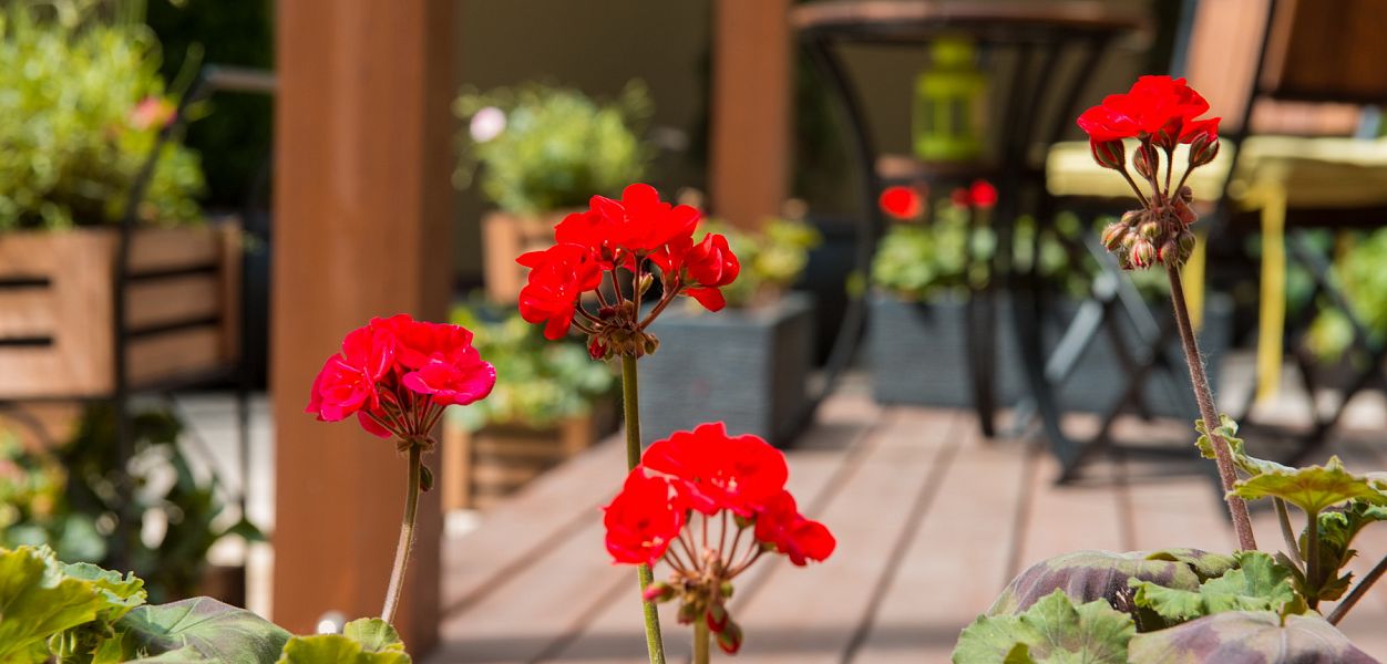 Terrace Plaza Garden Cafe - фотография № 4