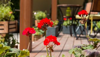 Terrace Plaza Garden Cafe фото 4