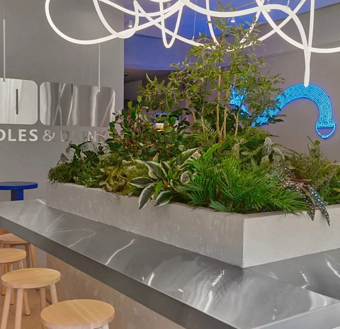 Udon Noodles & Drinks