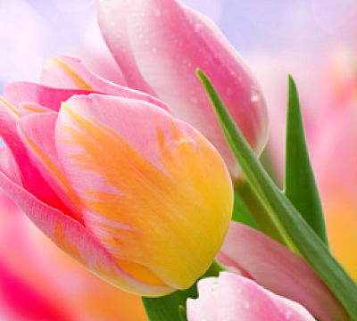 8 марта - Международный женский день