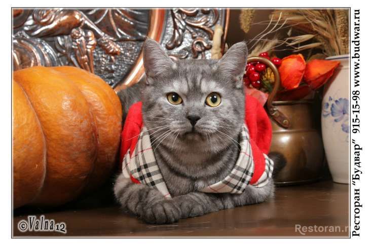Фото из ресторана Будвар № 3