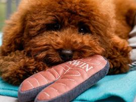 Шампанское и dog-friendly боксы в подарок каждому питомцу в ERWIN.Pavilion.Patriki