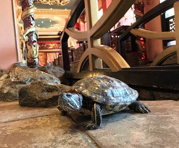 Дракон Сити