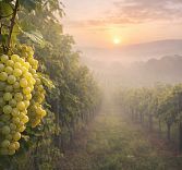 Ужин с российскими виноделами