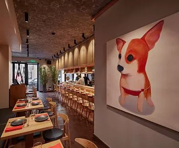 Shiba