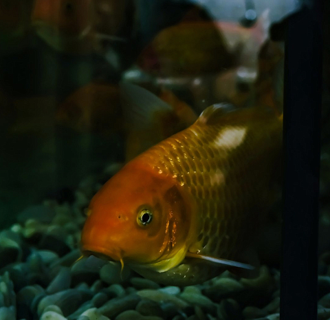 Рыба Мечты бистро