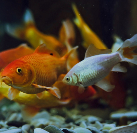 Рыба Мечты бистро